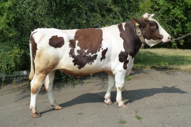 РУСТ 241706 ЕТ  КСГФ-274